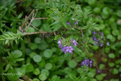 Angelonia biflora